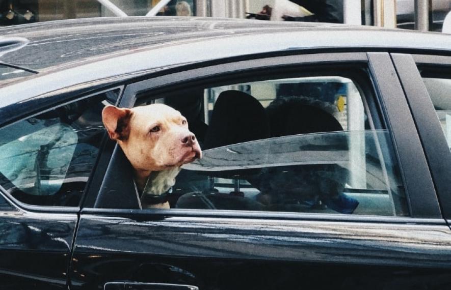 Réglementation sur le transport d'animaux et de chien en voiture - article par l'avocat Maître Franck COHEN