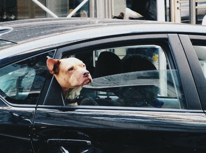 Réglementation sur le transport d'animaux et de chien en voiture - article par l'avocat Maître Franck COHEN